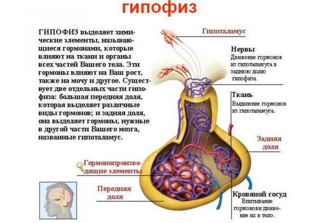 Лечение аденом гипофиза травами Лечение аденом гипофиза травами