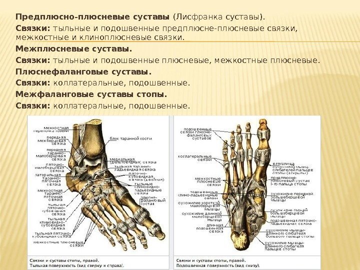 Плюсна фаланговый сустав Плюсна фаланговый сустав
