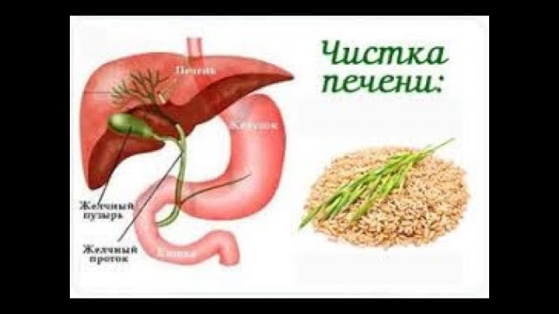Какие болезни лечат овсом и как правильно это сделать Какие болезни лечат овсом и как правильно это сделать