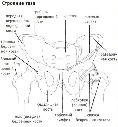 Болит лобковая кость с левой стороны что это Болит лобковая кость с левой стороны что это