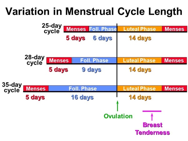 25 Day Menstrual Cycle And Pregnancy Teenage Pregnancy