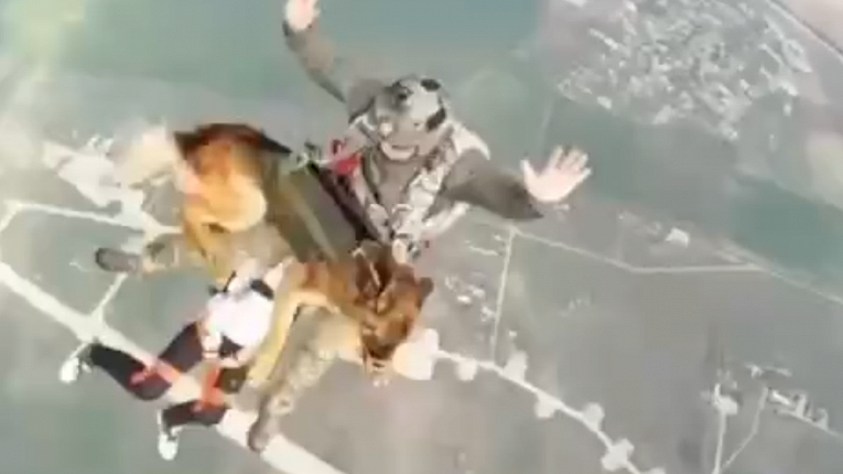 Прыгающие с парашютом собаки попали на видео