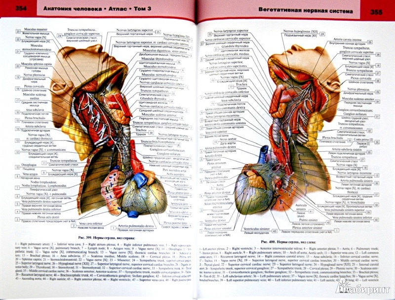 Самусев атлас анатомии человека скачать бесплатно pdf