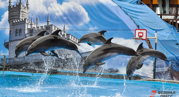 В Росприроднадзоре не знают, от чего умирают дельфины в Черном море