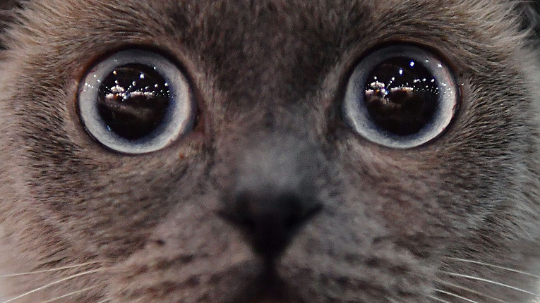 Бродячая кошка принесла котят накормившей ее девушке