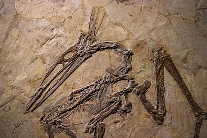 Найдены древнейшие окаменелости птеродактиля