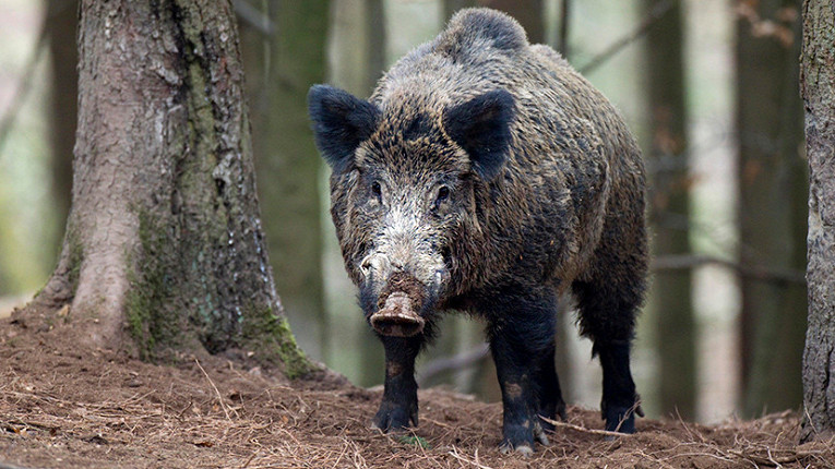 Кабаны промчались через автомобильную дорогу и попали на видео