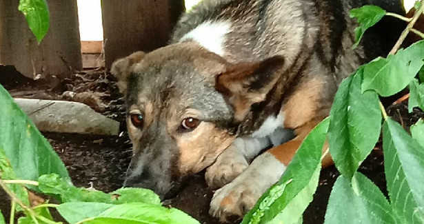 В Амурской области ищут дом собаке Альме, которую спасли после ДТП