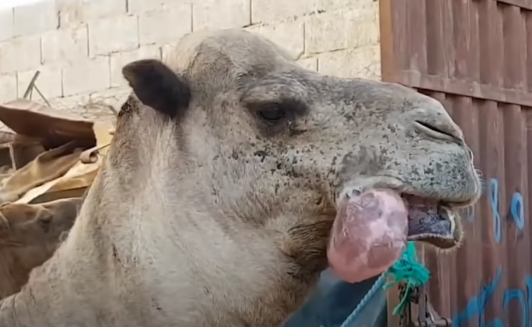 Почему верблюд боится потерять свой пузырь - Рамблер/развлечения и отдых