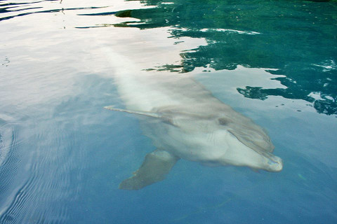 Один из дельфинов
