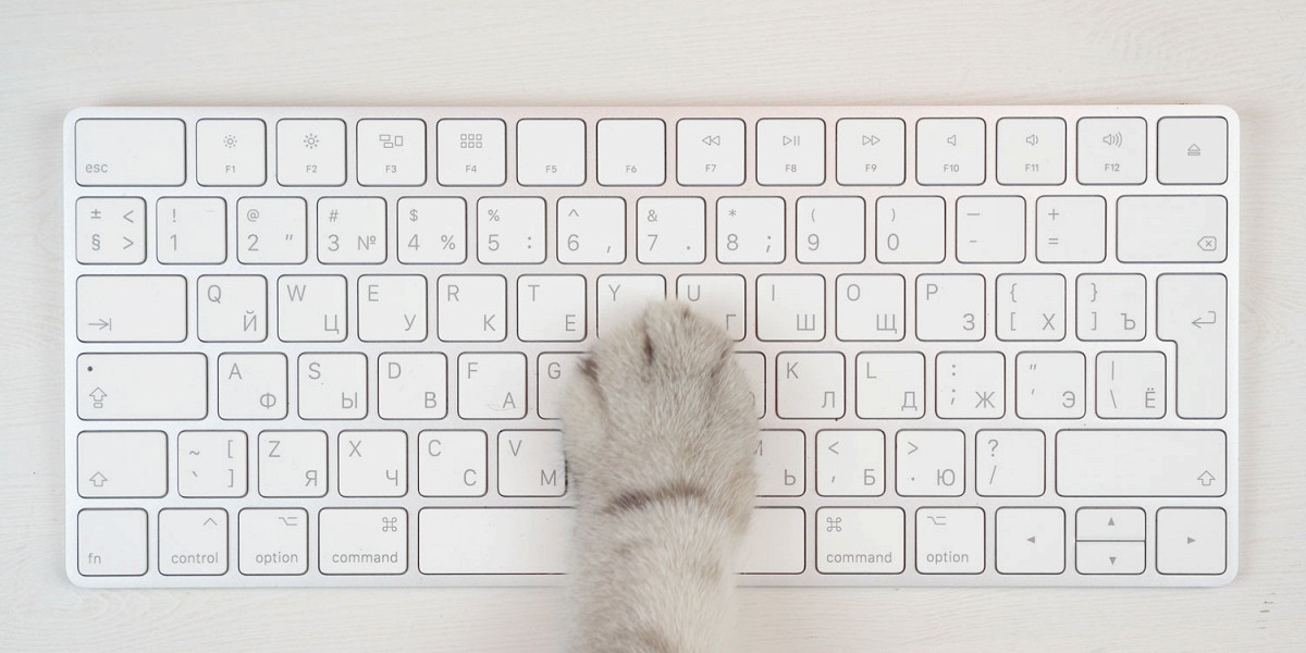 «Насрал в тапок — какие последствия»: как выглядели бы поисковые запросы котов