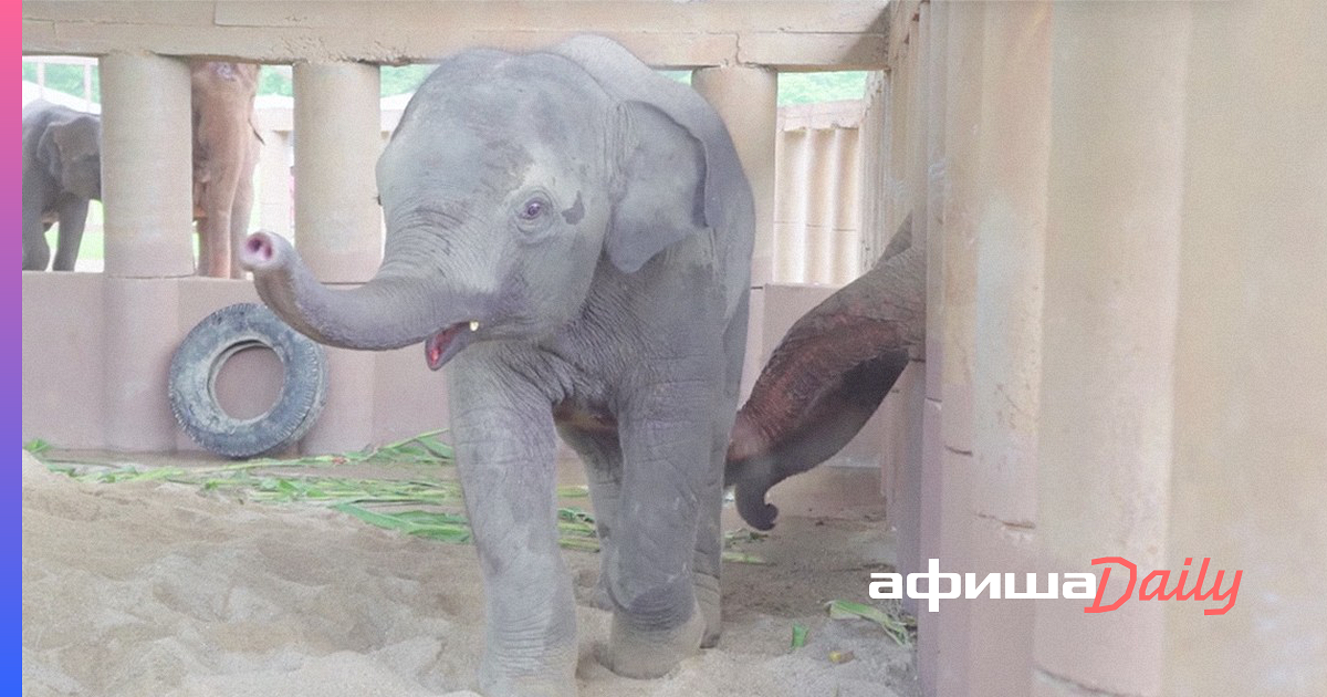 Новые Zoo Секс Ролики 2022 Год Новые Zoo Секс Ролики 2022 Год