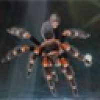 Фото Brahypelma