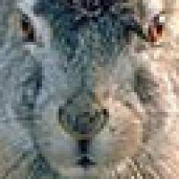 Фото hotrabbit