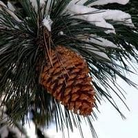 Фото Снежана Шишкина