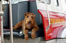 Пожарный пес – афиша