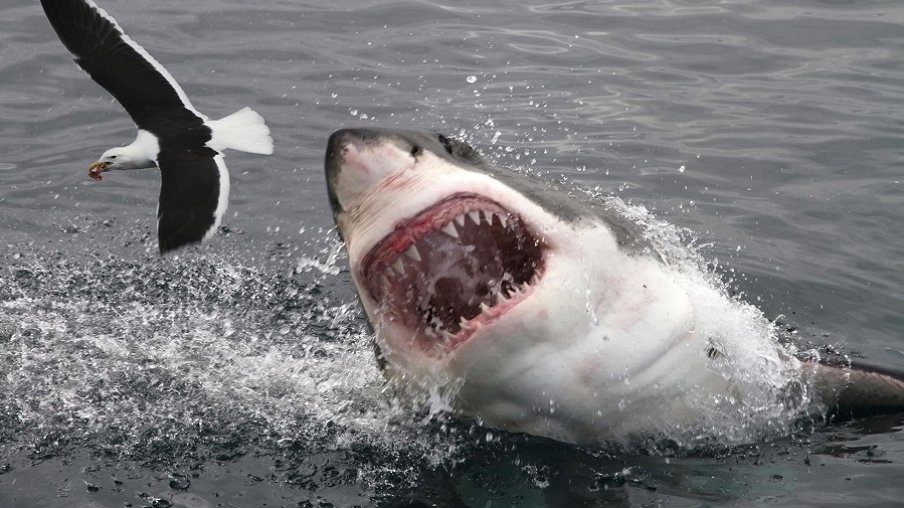 10 самых опасных акул – афиша