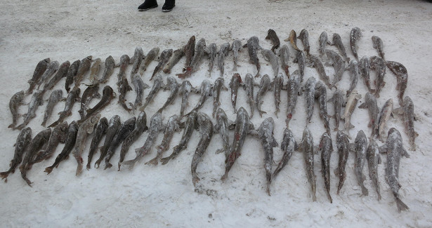 В Томской области полицейские задержали подозреваемого в незаконной перевозке рыбы кострюк