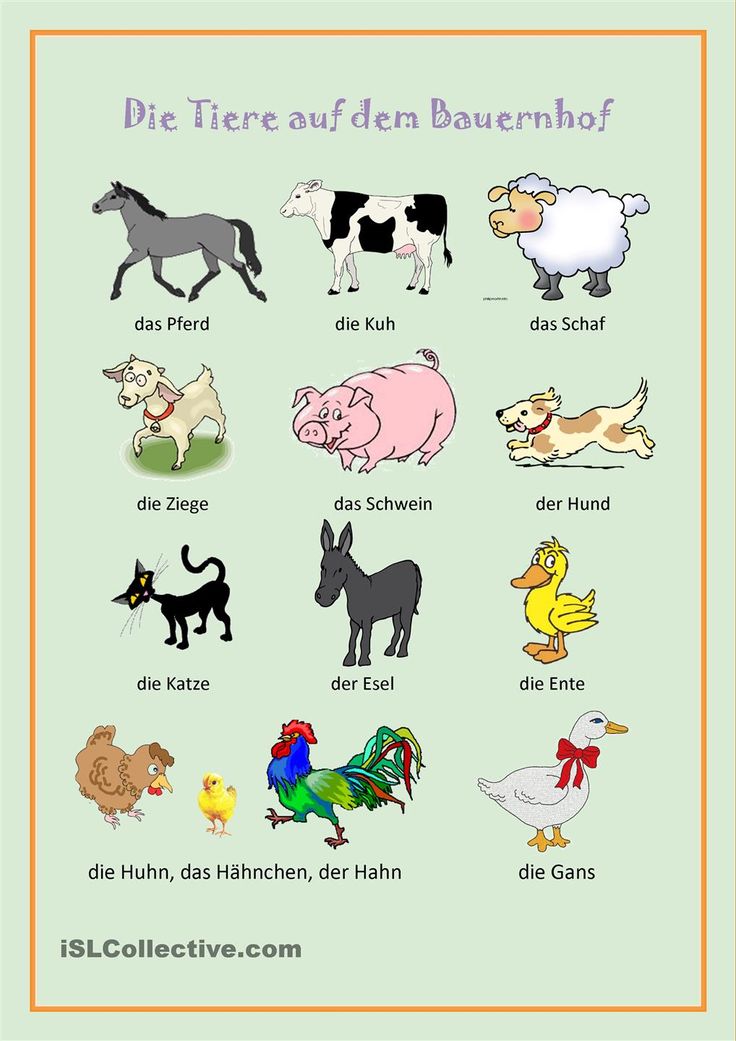 tiere kennenlernen
