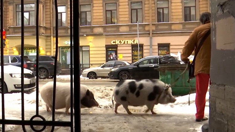 Петербурженка приютила двух мини-пигов. Видео