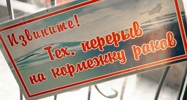 Как варить раков и откуда они берутся