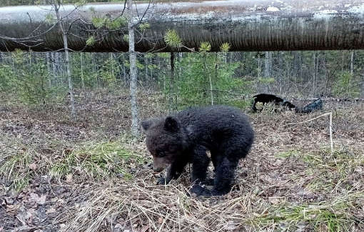 В Приморье спасатели обнаружили и выходили оголодавшего медвежонка